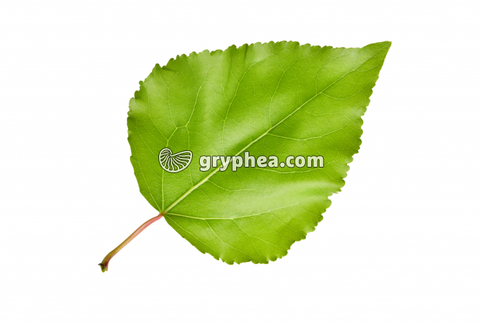 Peuplier deltoïde - feuille (Populus deltoïdes) - gryphea.com